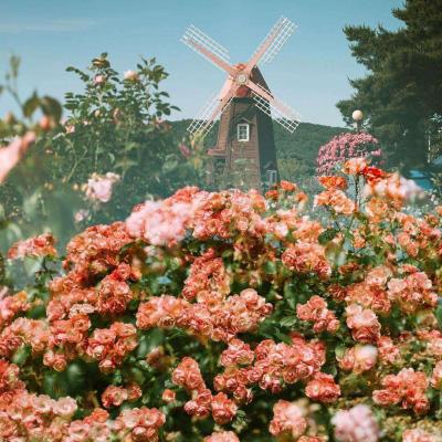 皇冠app下载官方版